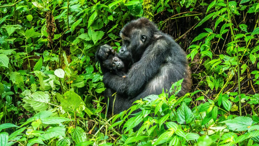 AFRICA OFFERS A NEW KIND OF "SPACE TRAVEL" 2 Congo