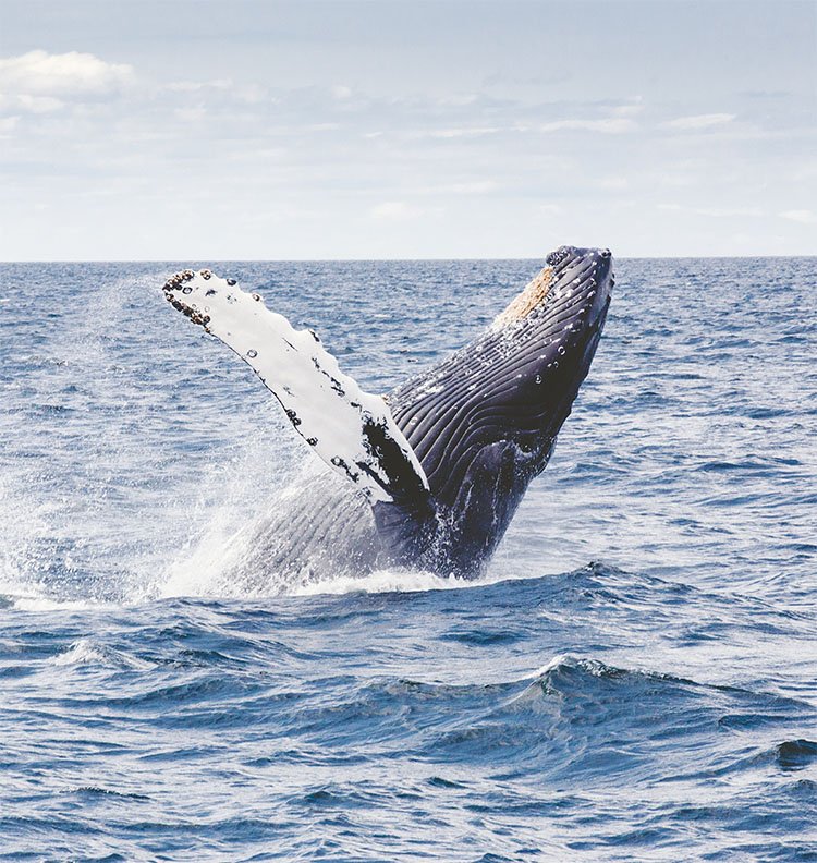 SVART 360' SUSTAINABLE HOTEL SET TO SHAKE UP THE HOSPITALITY INDUSTRY 3 Whale watching at the Norway Arctic Circle