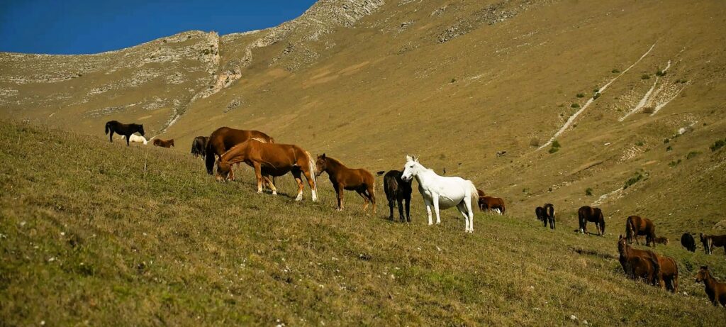 ARMENIA: THE PERFECT DESTINATION TO DISCOVER AMAZING WILDLIFE AND FLORA 1 Armenia nature
