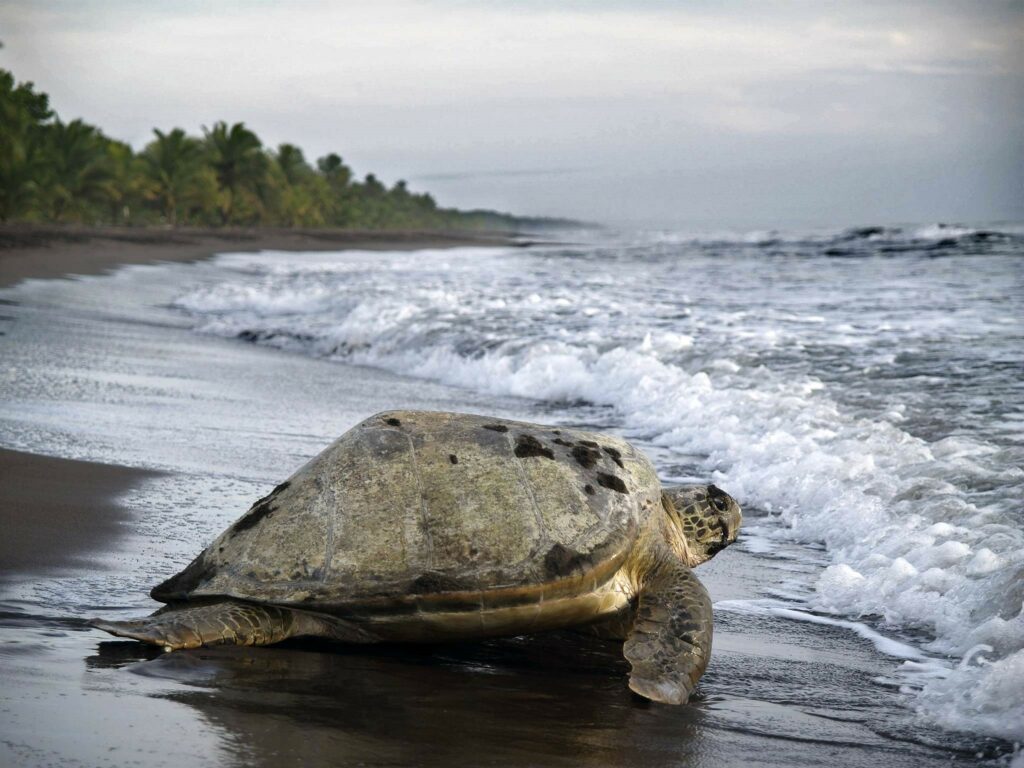 Costa Rica's top 5 national parks 3 Tortuguero National Park
