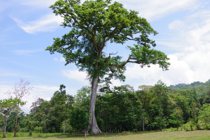 Costa Rica Pioneers in Offsetting Tourists' Carbon Footprint 1 Costa Rica Pioneers in Offsetting Tourists' Carbon Footprint